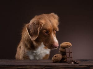 Dogs eating chocolate and things that are bad for them