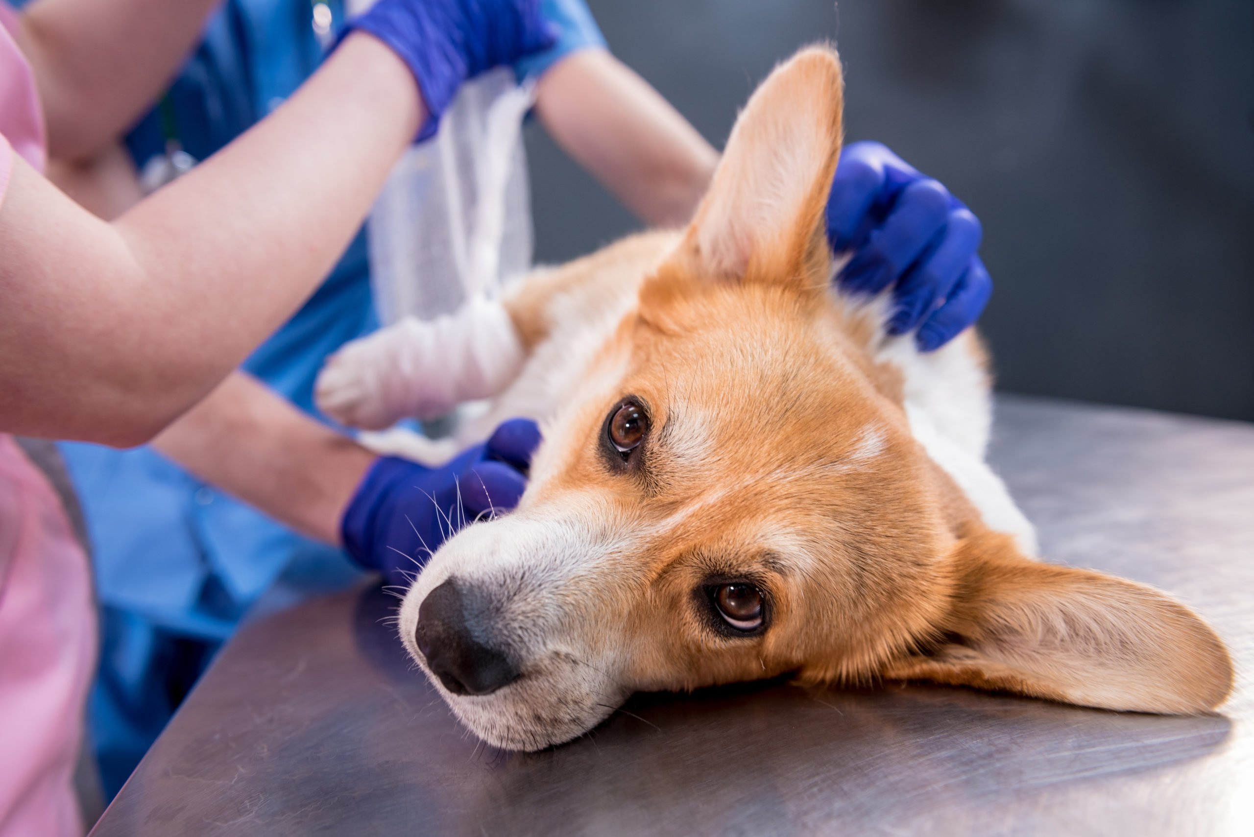 how do you know when a dog is unhealthy