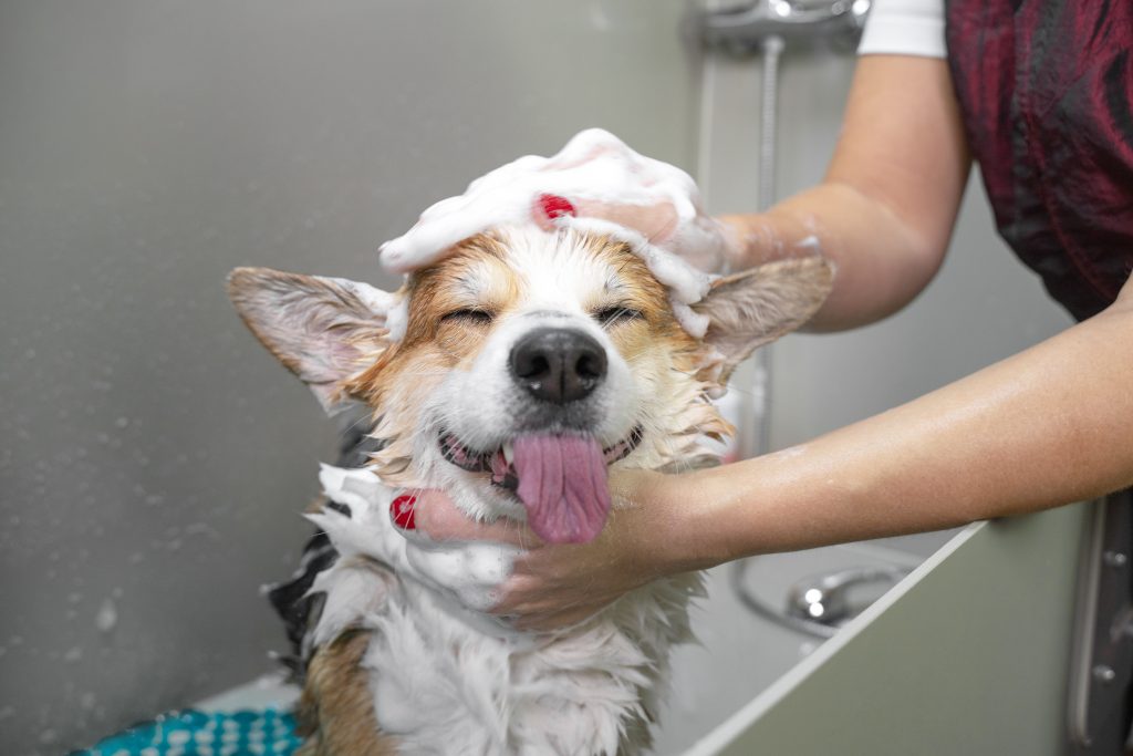 How often should you wash your dog?