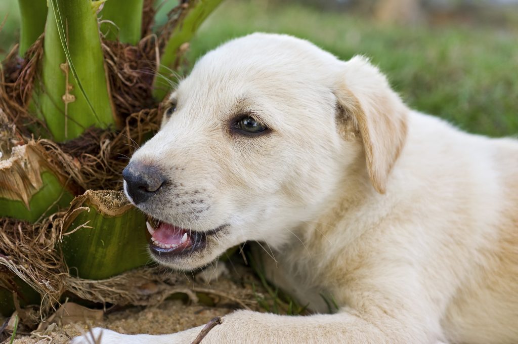 26 garden plants poisonous to dogs