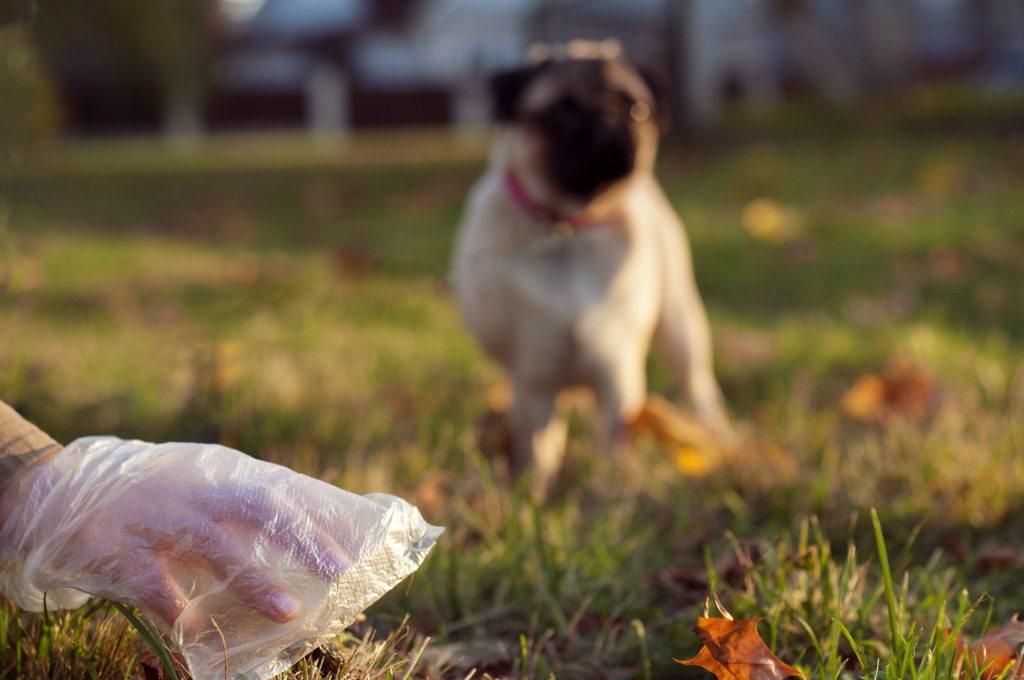 Dog poo pick up