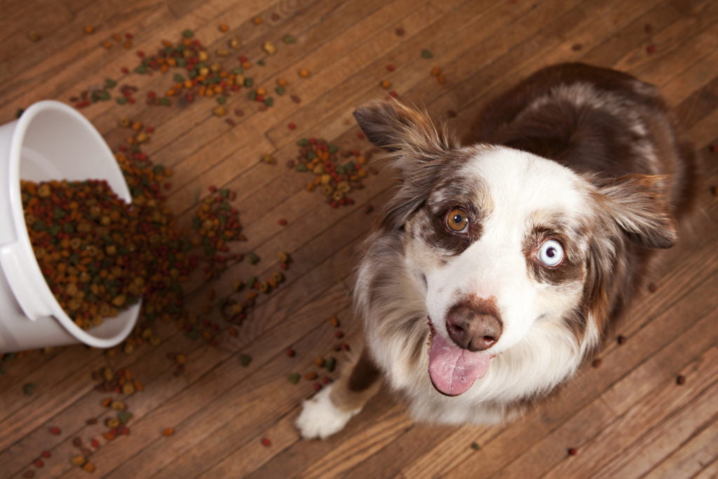 Tips to live more sustainably with pets: Secure their food and supplies properly to protect against spills, damage, moisture and pests.