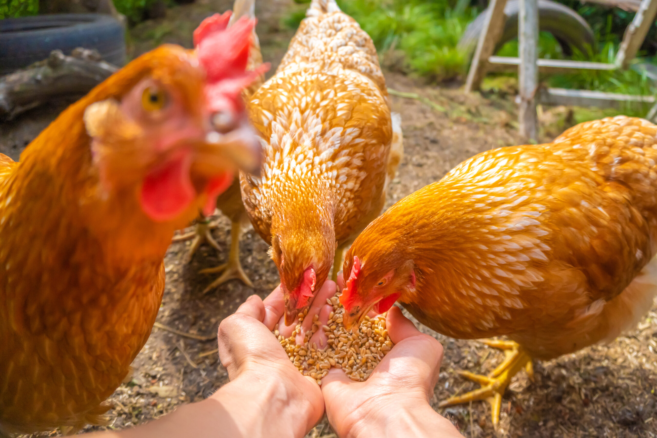 Feeding chickens cat food hotsell